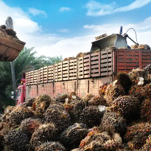 gudang kelapa sawit
