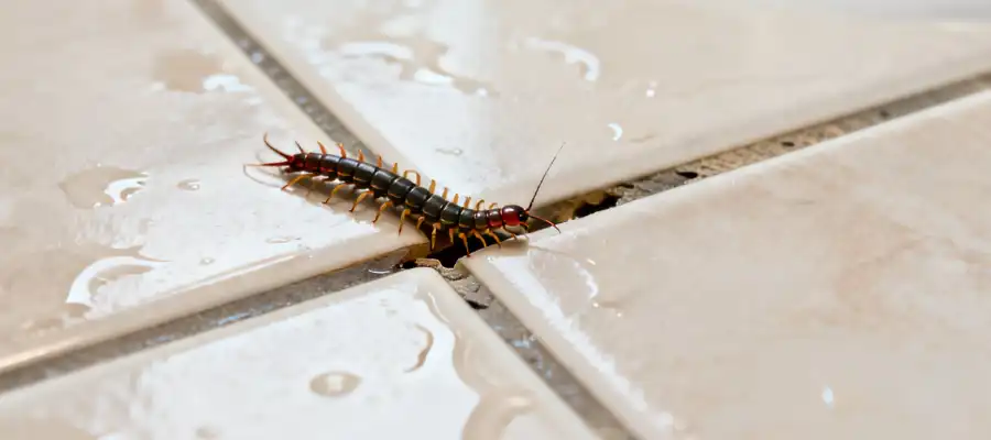 serangga kamar mandi